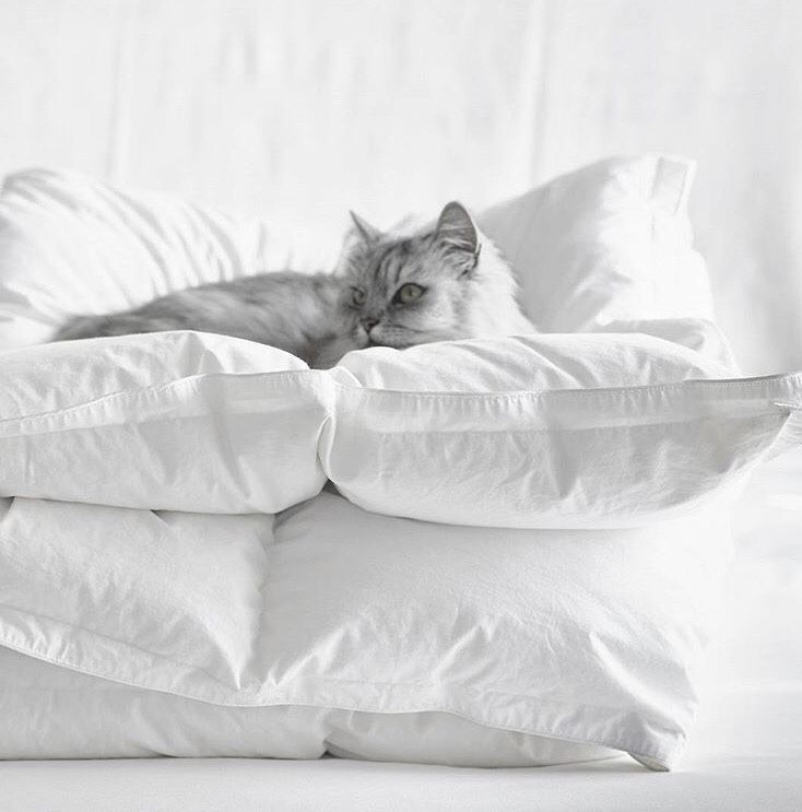 mattress topper